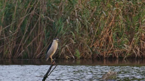 Night Heron 2 Video stock 105747715