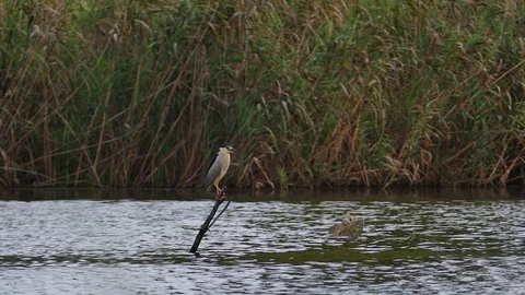 Night Heron 3 Stock Footage 105746388