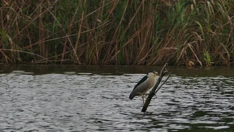 Night Heron 4 Stock Footage 105746037