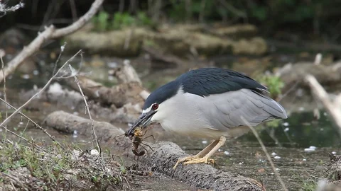 Night-Heron bird eats a prawn (Nitticora)- Italian Nature Video stock 95032694
