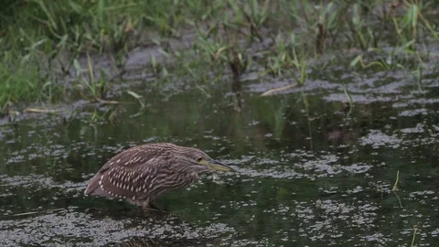 Night heron catching a small fish. 動画素材 114567410