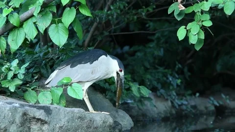 Night Heron Fish Catch Stock Footage 168720876