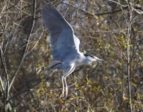 A night heron in flight Stock Photos