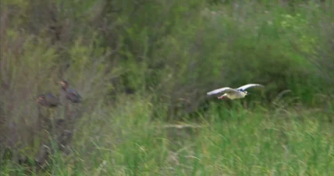 Night heron flying Stock Footage 281085967