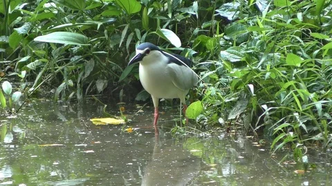 Night heron Video stock 103046776