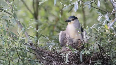 Night heron 스톡 동영상 126976980