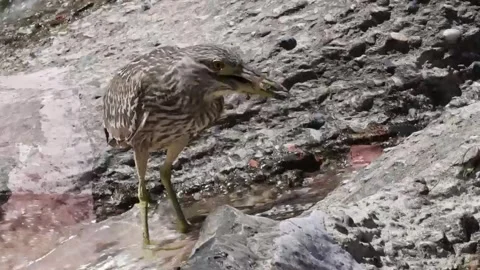 Night Heron holding a fish in its beak after a successful catch. Stock Footage 345272180