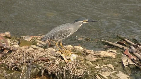 Night heron malaysia Video stock 103046574