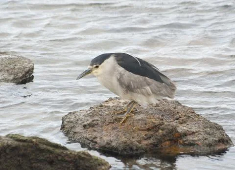 Night heron. Stock Photos