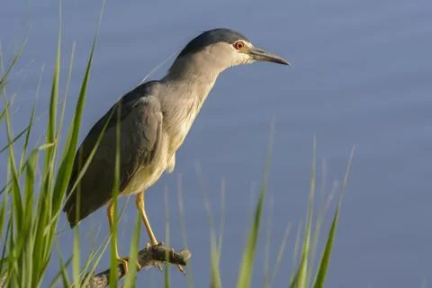 Night Heron Photos
