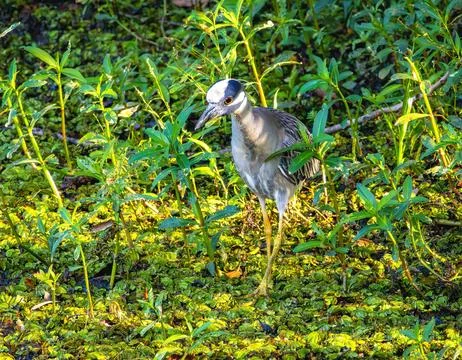 Night Heron Stock Photos