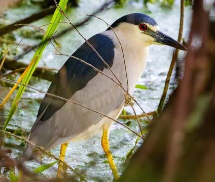 Night Heron Stock Photos