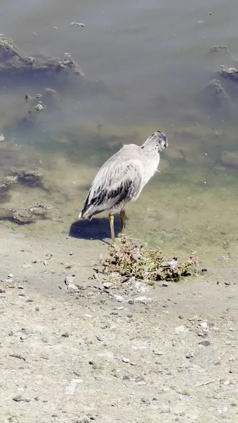 Night Heron Preening on Sunlit Tidal Mudflat at Coastal Wetland Stock Footage 339378586