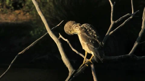 Night Heron under sunlights Stock Footage 8664422