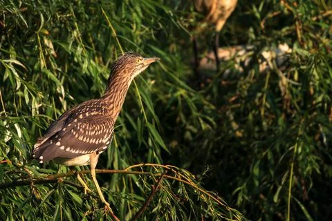 Night herons 스톡 사진