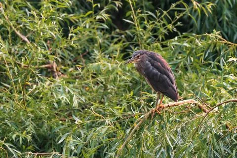 Night herons 스톡 사진