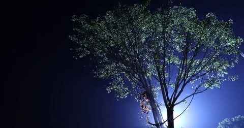 Night Horror effect shot of tree Stock Footage 74257619