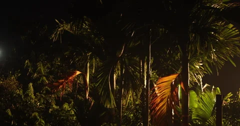 Night Horror effect shot of tree Stock Footage 320302738