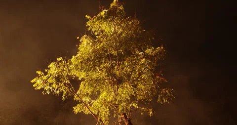 Night Horror effect shot of tree Stock Footage 324514658