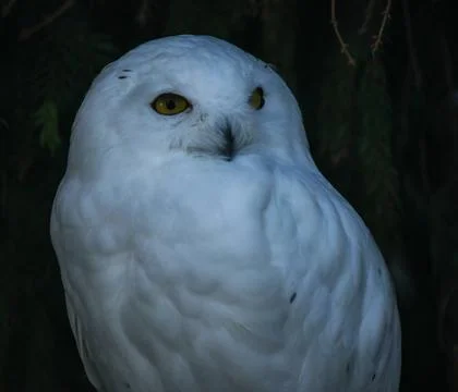 Night hunter - an owl does not sleep and looks for a victim Stock Photos