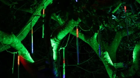 Night illumination on tropical tree Stock-Footage 74170821