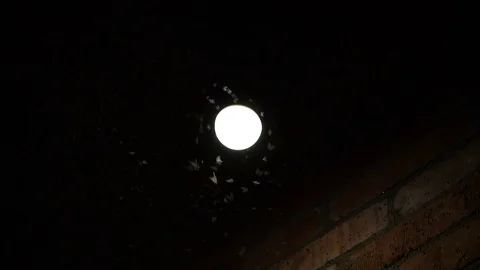 Night insects at a bulb Stock Footage 71205179