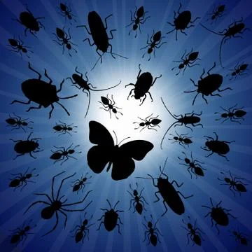 Night insects Stock Illustration