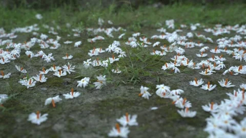 Night jasmine, Seuli or Shefali flower is symbol flower of saradiya or Stock Footage 256902668