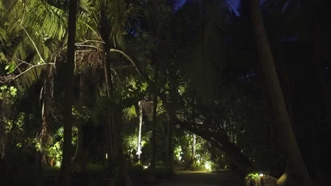 Night jungle surrounded by large palms and blue sky. Stock Footage 147975974
