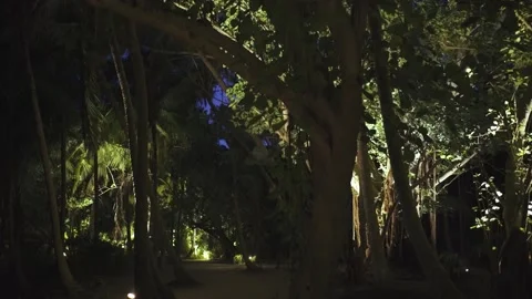 Night jungle surrounded by large palms and blue sky. Stock Footage 147975986