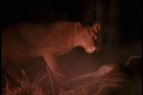 Night kill of antelope by lions.   Stock Footage 86752615