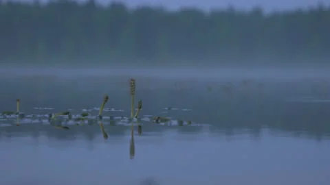 Night lake surface. Focus on foreground. Water lilies. Fog floats away Stock Footage 92855355