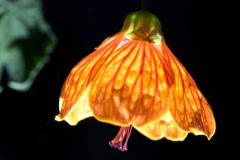 Night lamp Foto stock