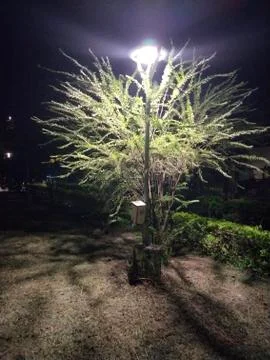 Night Lamp 写真素材