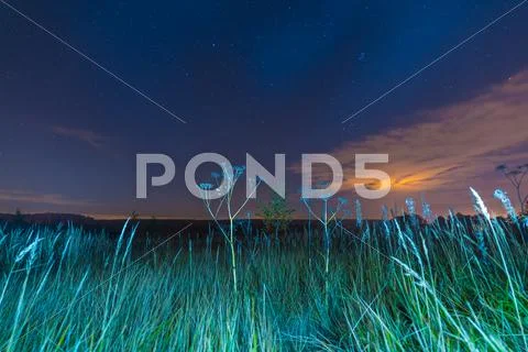 Night landscape with herbs, stars and clouds Stock Photos