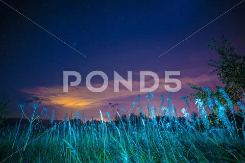 Night landscape with herbs, stars and clouds Stock Photos