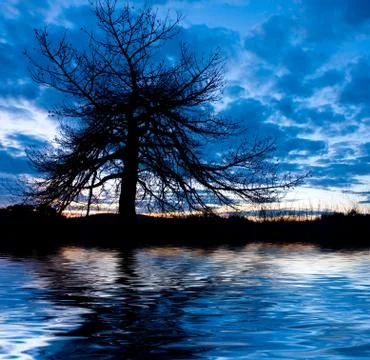 Night landscape with tree Foto stock