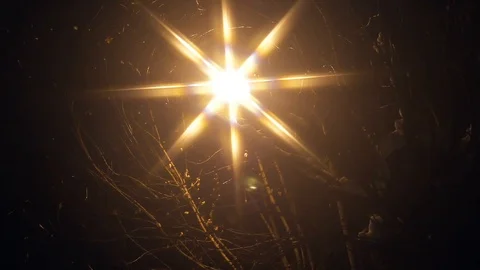 Night lantern and tree in winter evening Stock Footage 103108793