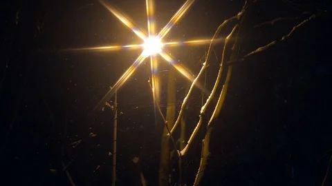Night lantern and tree in winter evening Stock Footage 103108801