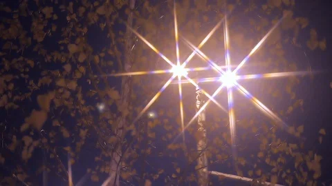 Night lantern and tree in winter evening Stock Footage 103110155