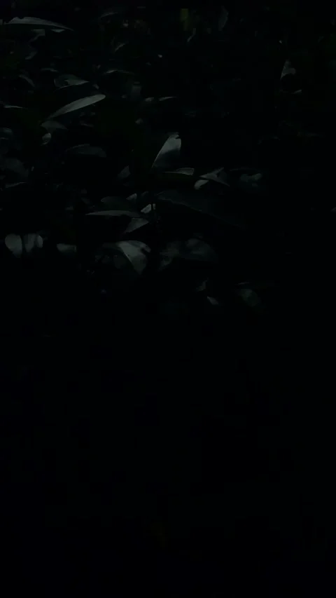 Night leaves Stock Footage 259575855