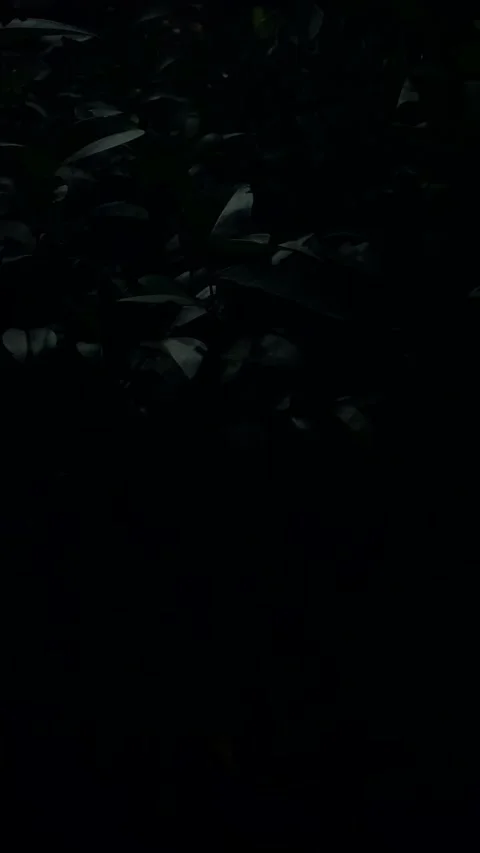 Night leaves Stock Footage 259575857