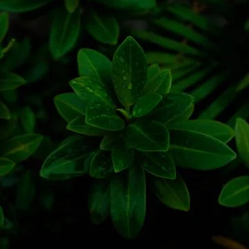 Night Leaves Stock Photos