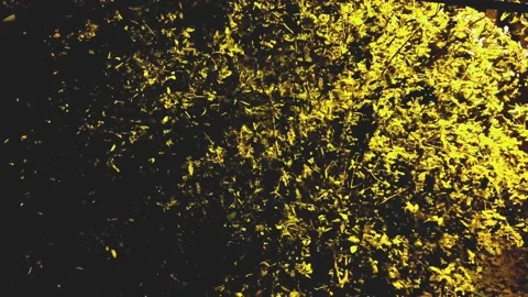 At night, the leaves of the tree sway in the wind Stock-Footage 158508446