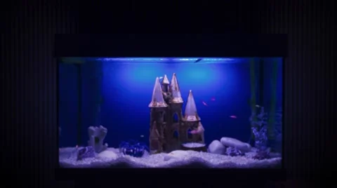 Night life FISH (TIMELAPSE) Stock-Footage 59123398