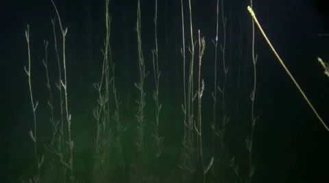 Night life underwater Video stock 10787793
