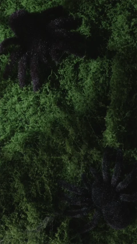 Night light on moss with spiders and crawling spider shadow Stock Footage 342423331