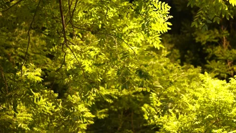 Night lights branches leaves Stock Footage 197913004