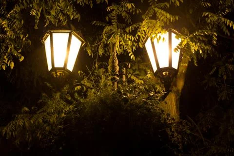Night lights in the branches of a tree. Stock Photos