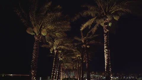 Night lights glow softly on palm trees 스톡 동영상 337763933